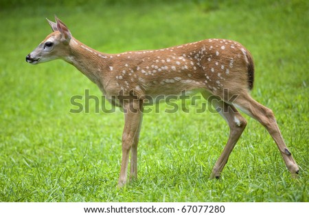 whitetail deer fawn that is studying something ahead of it