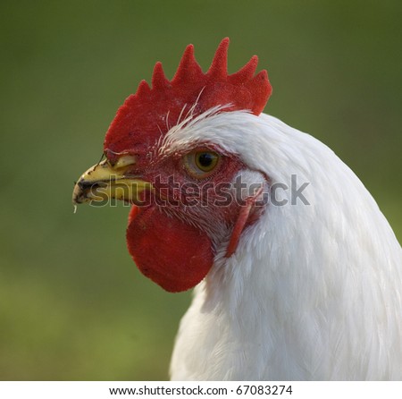 white chicken hen that is up close with green background