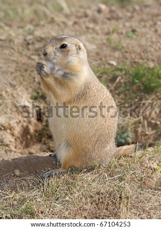 prairie dog that has something it is going to eat