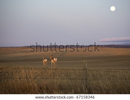 two pronghorn antelope running away as the moon rises