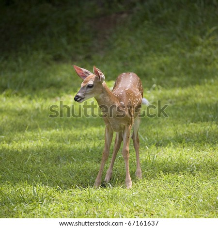 whitetail deer fawn in a green field wagging its tail