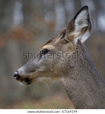 whitetail deer doe on the edge of a forest in autumn