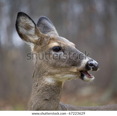 whitetail doe that looks like its breathing out of its mouth