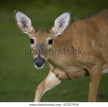 whitetail doe that is up close and it is on the move