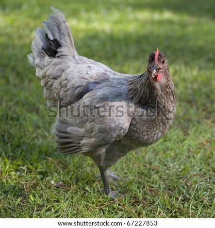 Chicken Hen