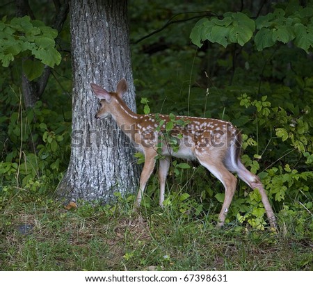 whitetail deer fawn checking out a noise in the forest
