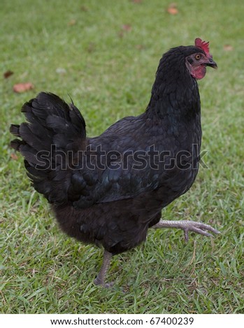 black chicken hen that is on the move on the grass