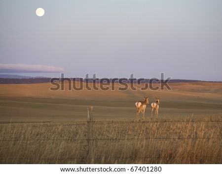 pair of pronghorn antelope moving away as a moon rises