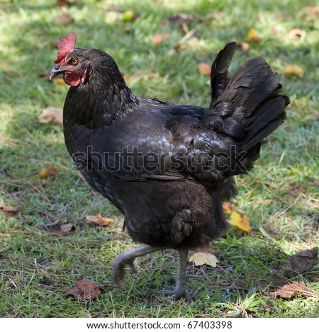 black chicken hen that is walking on the grass