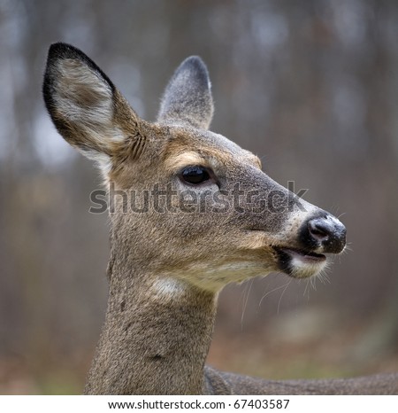 whitetail deer that is staring into the distance in late fall