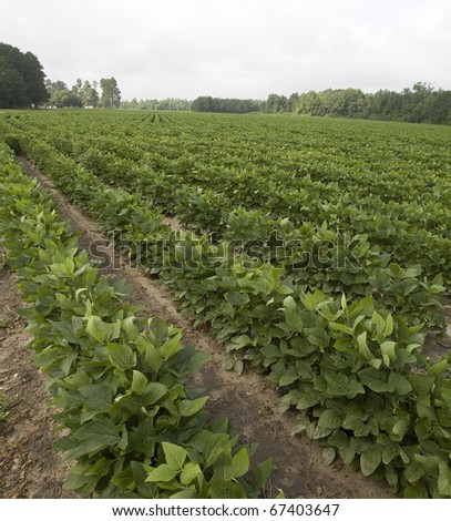 soy bean field on a farm in the early morning