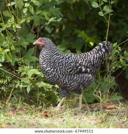 checkerboard colored chicken hen that is next to some brush