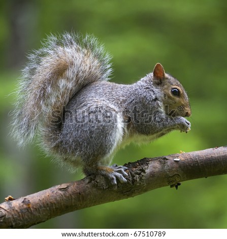 tree squirrel that is eating while on a limb of a tree