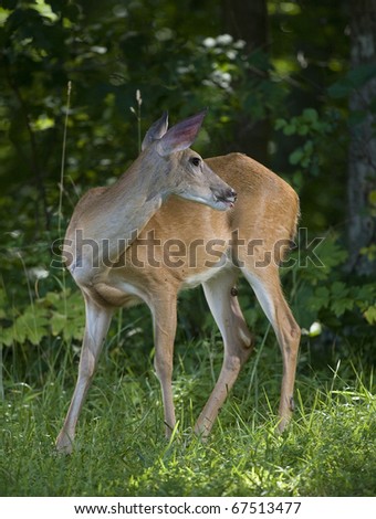 Whitetail doe that is coming out of the forest in the morning