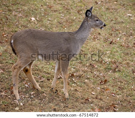 Whitetail deer doe in a fall field that has its winter coat