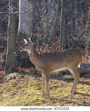 Whitetail deer female standing near a forest in the fall