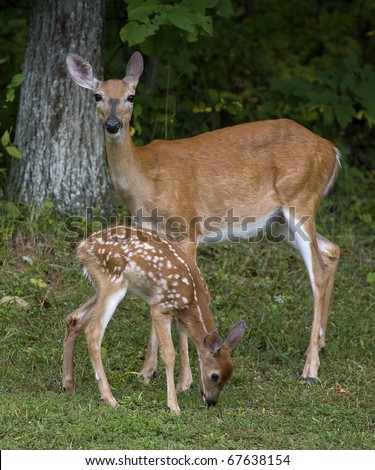 Whitetail doe that is standing guard over an eating fawn