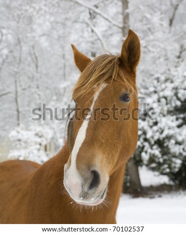Horse that has whiskers with snow during a winter storm