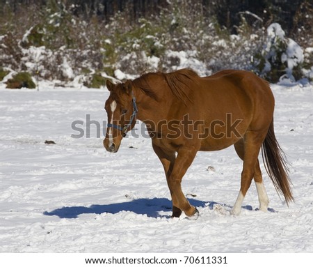 Horse that is walking in the snow near a forest