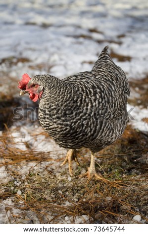 Black and white chicken hen that is walking near snow