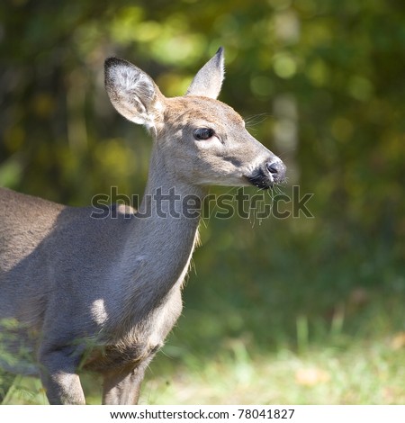 whitetail doe on the edge of a fall forest