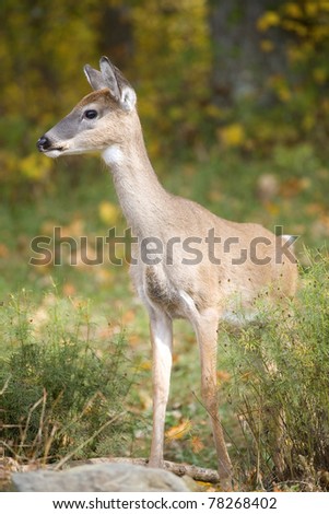 whitetail yearling in a forest in the fall
