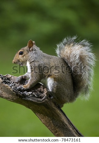 Tree squirrel that has a seed on its mouth
