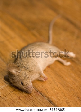 Mouse that has died on an old hard wood floor