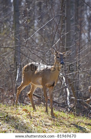 whitetail deer doe standing in a bright forest
