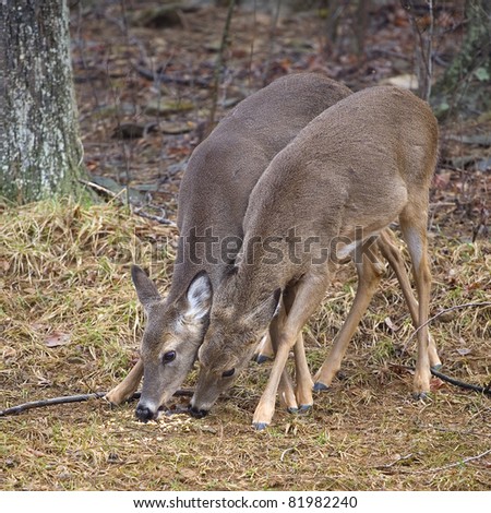 pair of whitetail deer does trying to eat together
