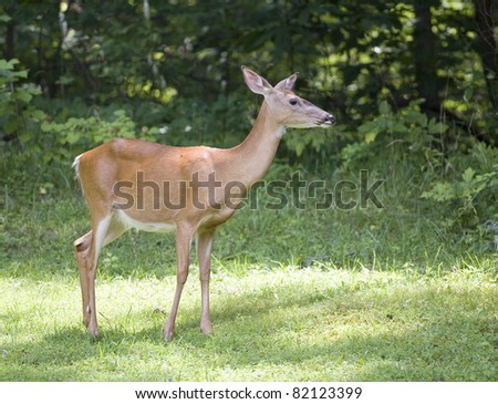 Whitetail deer doe near the edge of a forest in the morning