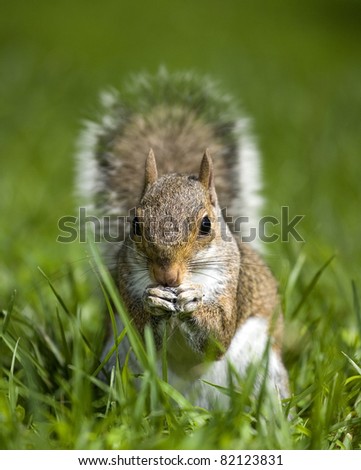 Tree squirrel that has found something to eat in the grass