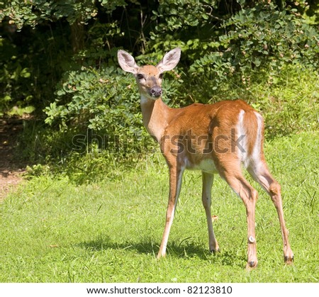 Whitetail deer female standing near a game trail in a forest