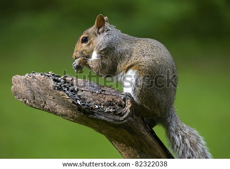 Tree squirrel that is devouring a bunch of sunflower seeds