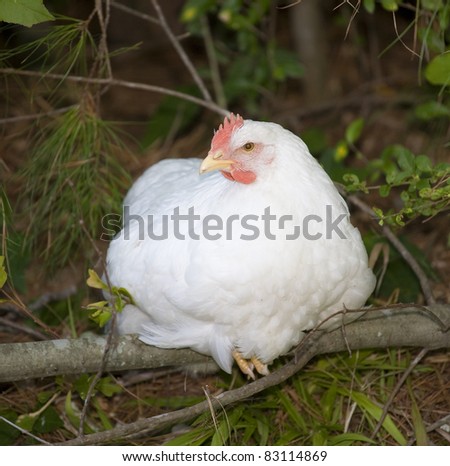 white chicken hen that is laying down with a mean look