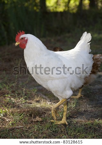 chicken hen that is white on the grass that is back lit