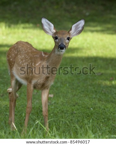 Whitetail deer fawn that is leaning to look at something