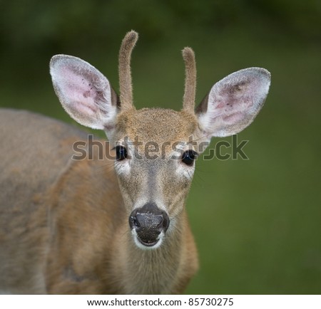 Whitetail buck with his first antlers and one is longer than the other