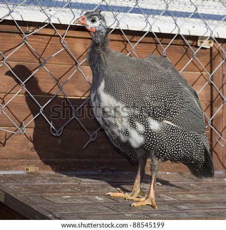 Guinea hen that is inspecting fencing that is keeping it from flying