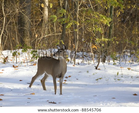 Whitetail doe that is standing in a snow that arrived in early autumn