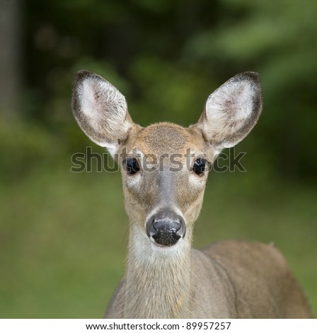 Whitetail doe looking into the camera as the flashes go off
