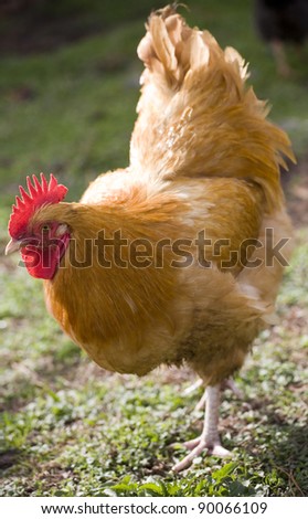 Chicken rooster on grass with light coming from behind