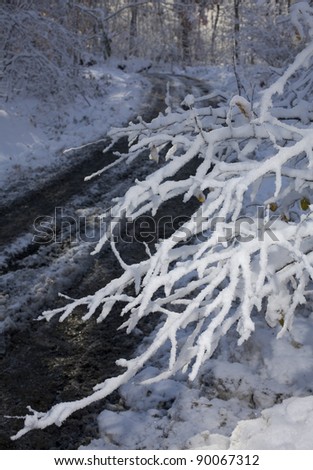 Fall tree covered in snow and ice next to a dirt road