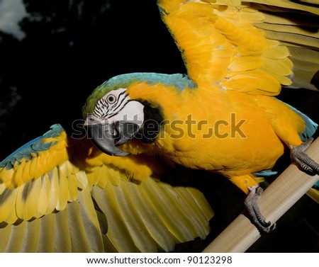 Blue and gold parrot with its wings extended ready to pounce