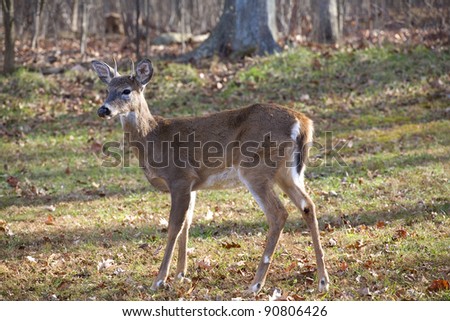 Whitetail deer male with antlers on a green field in fall