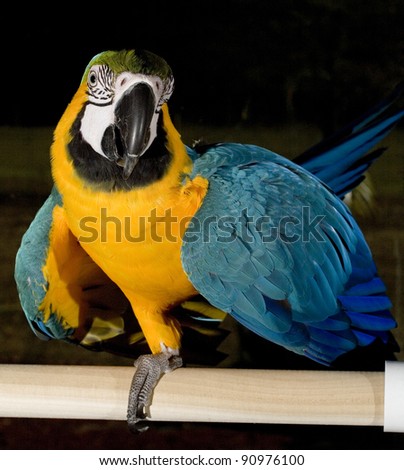 Blue and gold parrot on a perch posing like a pretty bird