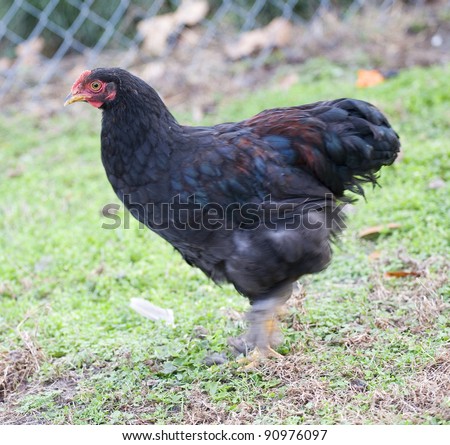 Black chicken hen that is running on grass near a fence