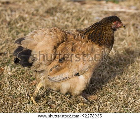 Tan chicken hen that is walking on a brown field of grass
