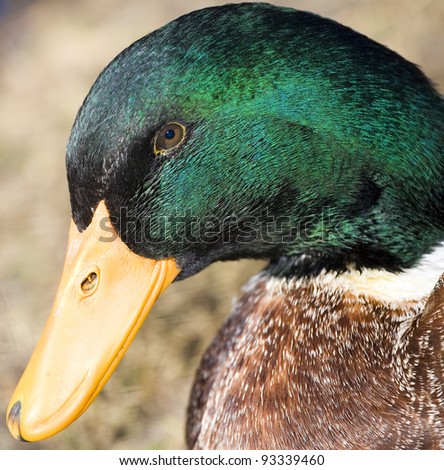 Male duck up close that looks like it is not happy at all