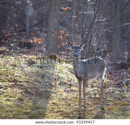 Whitetail doe near a fall forest with back lighting